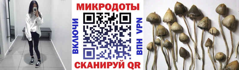 Псилоцибиновые грибы мухоморы  Купить закладки  Хасавюрт 